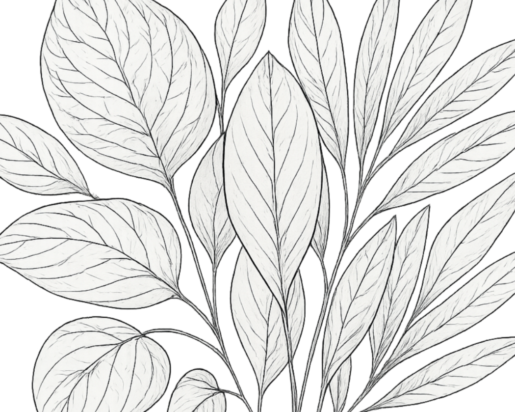 bunch of leaves of a plant sketch black and white with no background